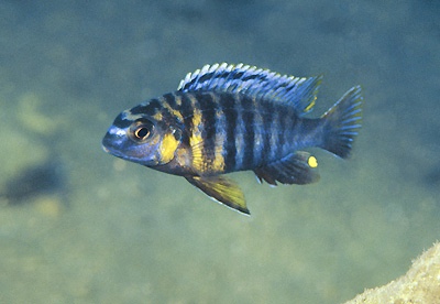 Tropheops sp. 'red cheek north' Ikombe